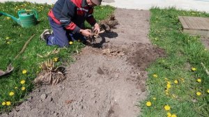 Как правильно посадить ГЕОРГИНЫ весной