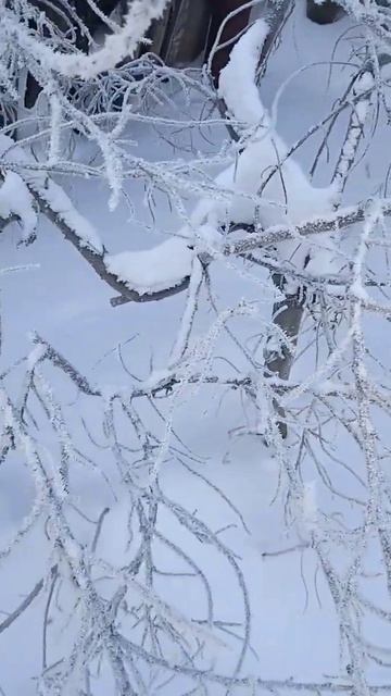11 12 2023 # мороз ➖43 # облепиха # снег # 🌞 смотреть онлайн