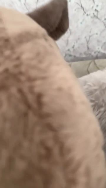 Есть ли у вас какие-то животные и как их зовут смотреть онлайн