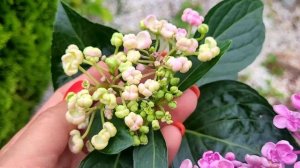 гортензия крупнолистная Аиша