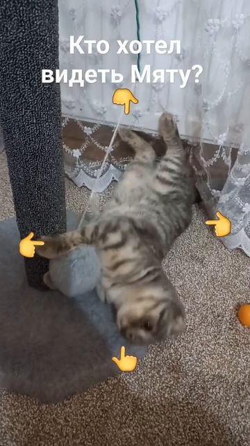 Мята смотреть онлайн