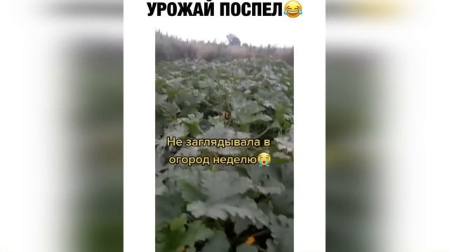 ВЗРОСЛЫЙ ЮМОР l СМЕХ ДО СЛЁЗ l ЛУЧШИЕ ПРИКОЛЫ 2021 10 МИНУТ смеха Я РЖАЛ ДО СЛЕЗ август-ПРИКОЛЮХА смотреть онлайн