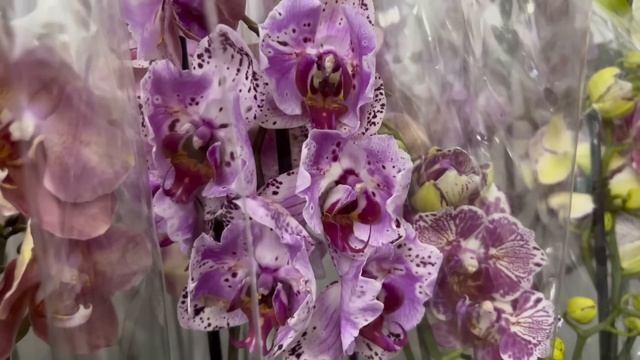 @ZeboOrhids не дает нам скатиться в серую депрессию!🌸🔥 смотреть онлайн