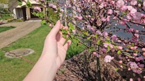 Миндаль трехлопастный или луизеания. Стоит ли его саж?