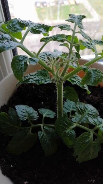 помидоры черри из магазина. #рассада #помидоры #черри #? смотреть онлайн