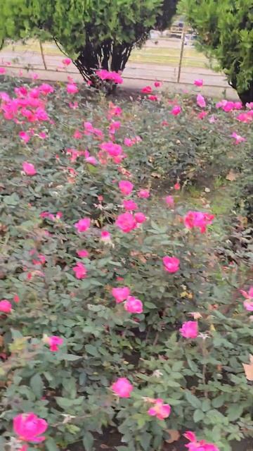 🌺🌺🌺 Розы у фонтана‼️🌺🌺🌺 #розы #красивыецветы #ц смотреть онлайн