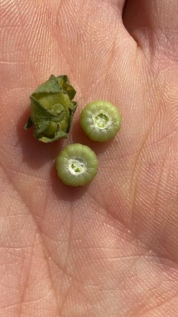 Калачики непомітні (Malva neglecta ) - смаколики нашого дитин? смотреть онлайн