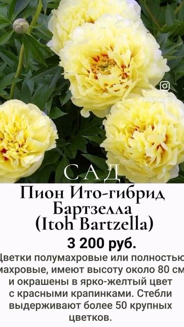 Подборка пионов из Нидерландов ✨ смотреть онлайн