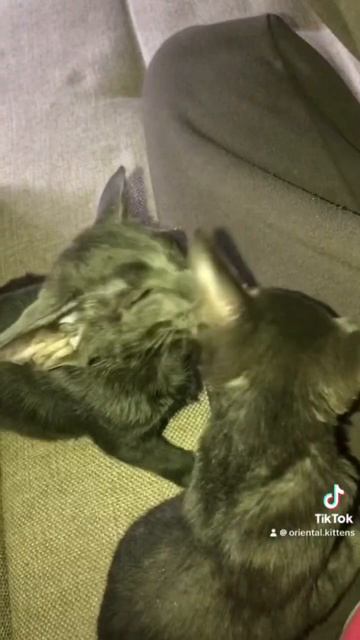 У нас есть свободные котята. Наш сайт oriental-cats.ru смотреть онлайн