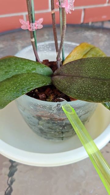 Домашнее цветение орхидеи смотреть онлайн