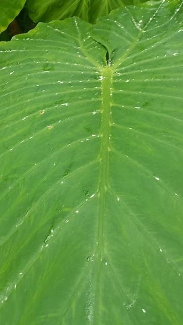 НАШЕСТВИЕ мучнистого червеца 🥶. ГИГАНТСКИЕ АЛОКАЗИИ смотреть онлайн