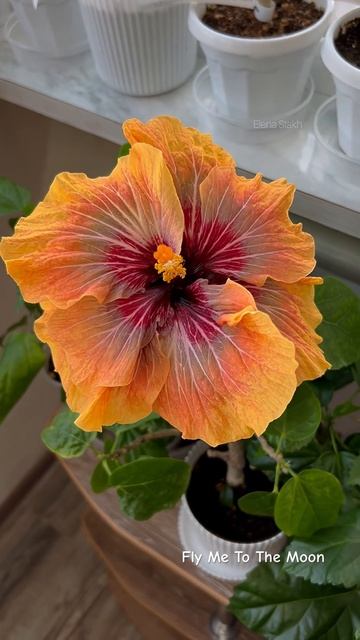 Обзор на сорт Fly Me To The Moon #сортовойгибискус смотреть онлайн