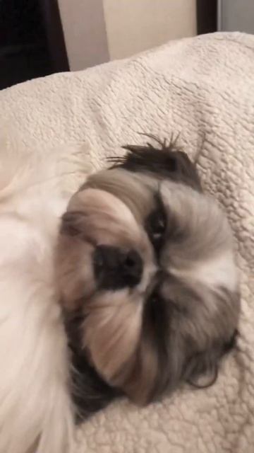 Нежный Лютик🥰#шитцу #собака #собакакомпаньон смотреть онлайн