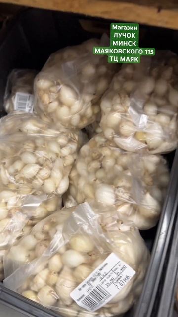 НОВАЯ партия ЛУКА-СЕВКА 🔥 ШТУТГАРТЕР, КУПИДО, ГЕРКУЛЕ смотреть онлайн