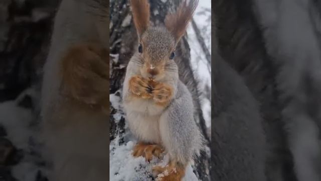 Старичок Полоска спокойно ест в сторонке, молоденькая смотреть онлайн