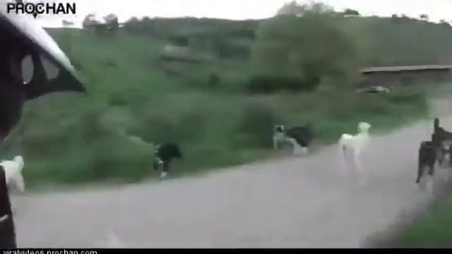 Отвязной велосипедист против стаи собак! Жесть прикол! смотреть онлайн