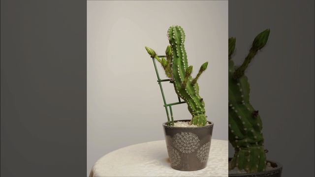 Цветение Эхинопсис полуобнаженный. Cactus Echinopsis Subdenudatа Bl