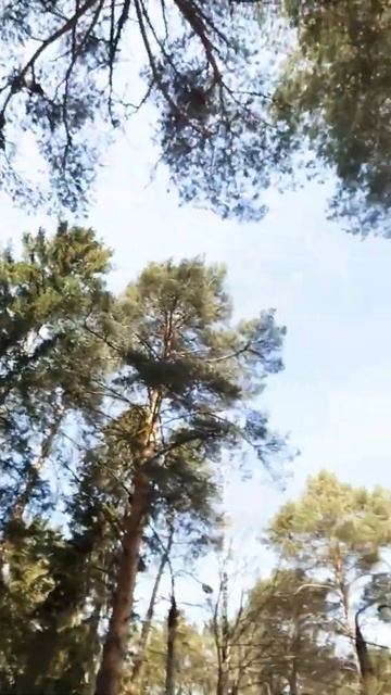 здесь лапы у елей дрожат на ветру# смотреть онлайн