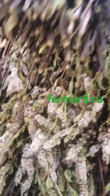 мята перечная смотреть онлайн