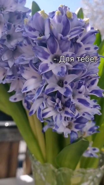 Навіщо така досконалість? #гіацинти #садівництво #квіт смотреть онлайн