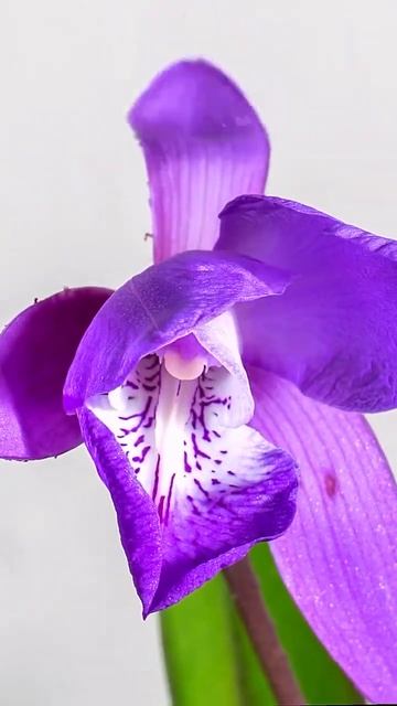 Цветущая орхидея #орхидеи #цветениеорхидеи #цветениео смотреть онлайн