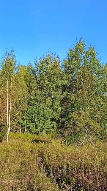 Тихими шагами к нам приходит осень... 🍁🍂🍁 смотреть онлайн