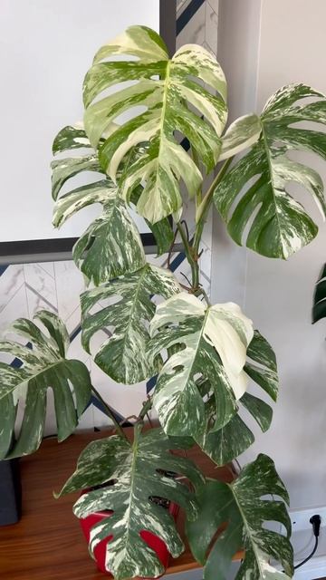 Монстера Вариегатная. Растет в кашпо Lechuza. смотреть онлайн