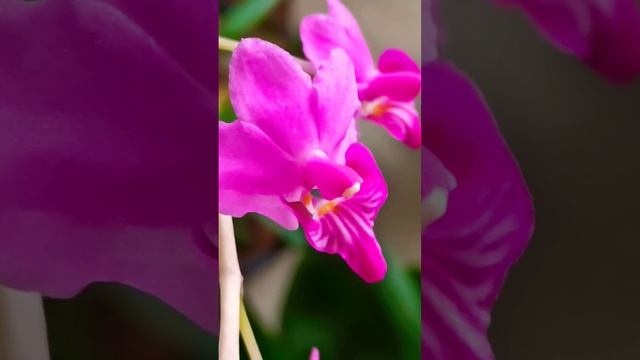 Огонёк 🔥🔥🔥Орхидея доритис Pulcherrima var. marmorata, домашнее смотреть онлайн