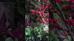 ОРХИДЕИ!!! КРАСОТА!!!ЦЗИСИ КИТАЙ!