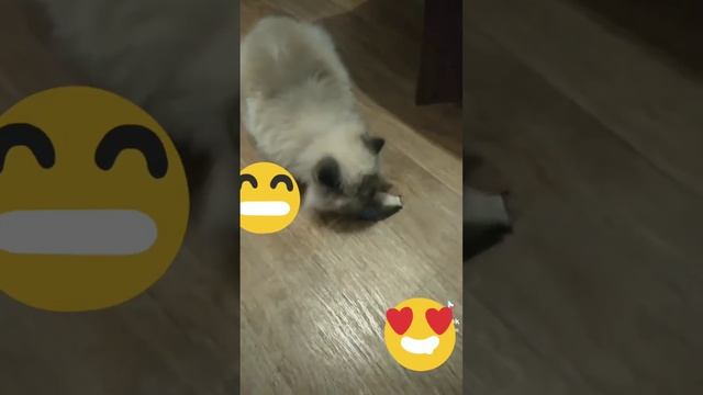 Приколы с котами. Любят ли коты рыбу, смешное видео про котиков смотреть онлайн