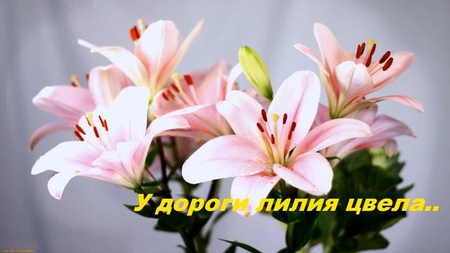 У дороги лилия цвела.. смотреть онлайн