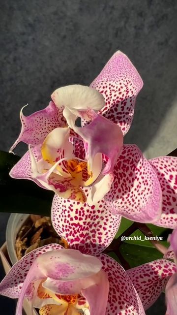 Phal. Sogo Diamond ‘HLW’ 3-lips 💍 Цветение красивейшей азиатской смотреть онлайн