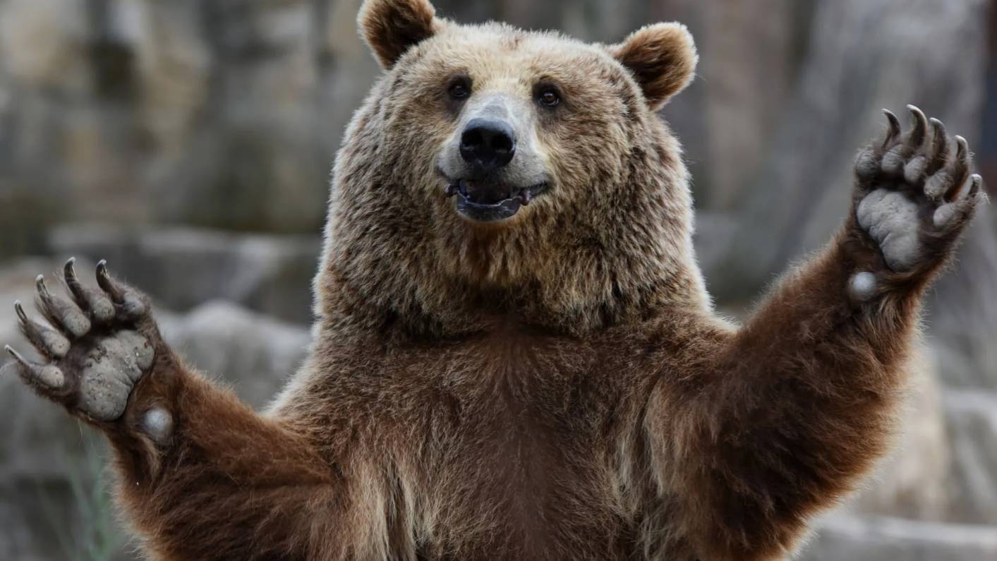 Медвежье семейство: Интересные факты про Медведей смотреть онлайн