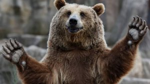Медвежье семейство: Интересные факты про Медведей