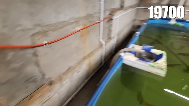 Осетроводство без вложений! Итоговые затраты на УЗВ. смотреть онлайн