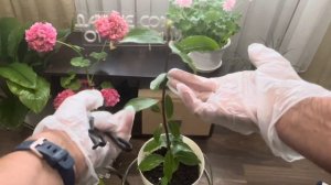 Когда и как нужно обрезать комнатный лавр#лавр