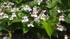 Катальпа - медонос, альтернатива павловнии.