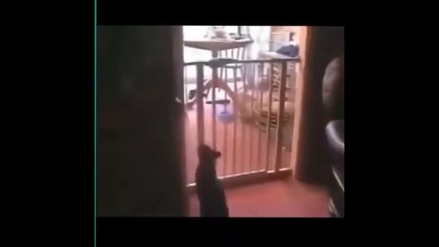 Супер, прикольные кошки...