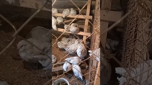 Оркестр молодых петушков Амераукана Лаванда ставит к? смотреть онлайн