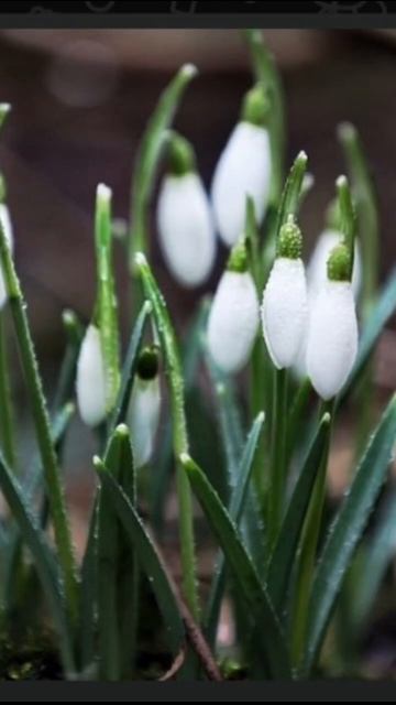 Первые первоцветы в Светлогорске. смотреть онлайн