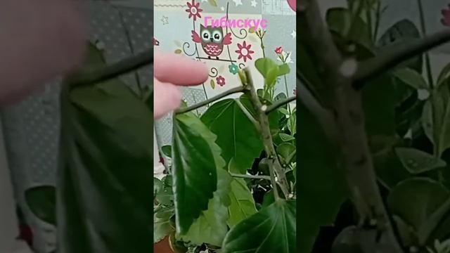 гибискус.#китайскаяроза #гибискус #обзор #подпишись #р смотреть онлайн