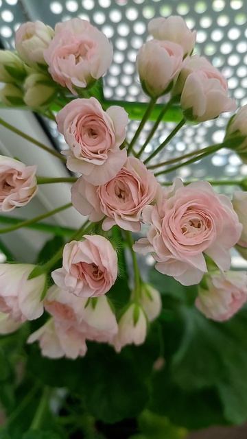 #pelargonium #flowers #plants #пеларгония ТА Эммануэль само соверше смотреть онлайн