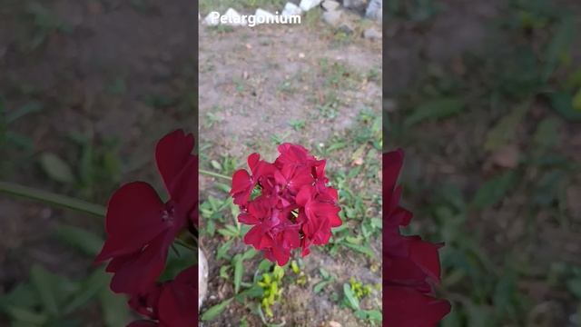 #rose #flowers #summer Pelargonium, Пеларгонія смотреть онлайн