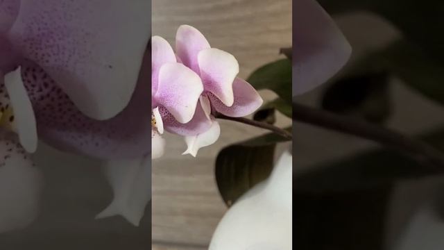 Фаленопсис Jiaho's Pink Girl смотреть онлайн