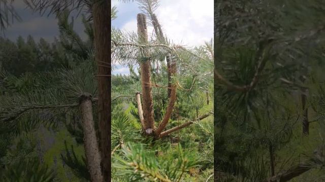 Техника сгибания ветки при помощи пропилов на Ниваки ? смотреть онлайн