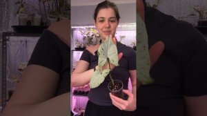 Сингониум Орегано 🌱🤍