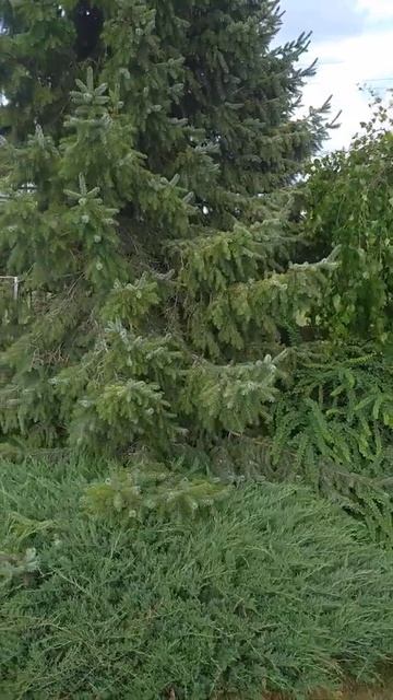 Берёза повислая, барбарис, можжевельник и ель смотреть онлайн