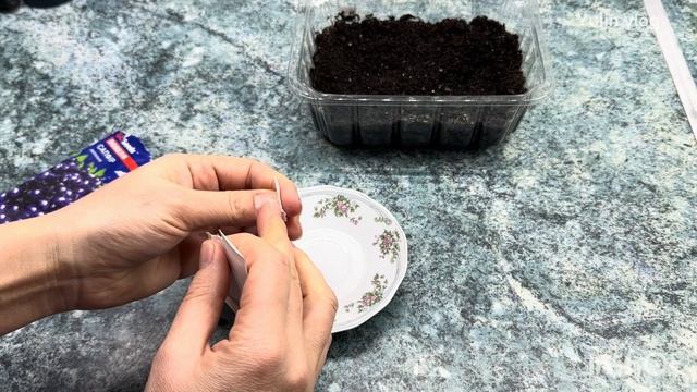 Решила посеять лобелию – покажу, как делаю это! смотреть онлайн