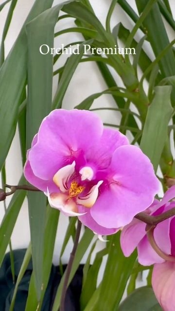 Taisuco Anna 🌸🦋#орхидеи#орхидеи_уход #орхидеидома #орхиде? смотреть онлайн