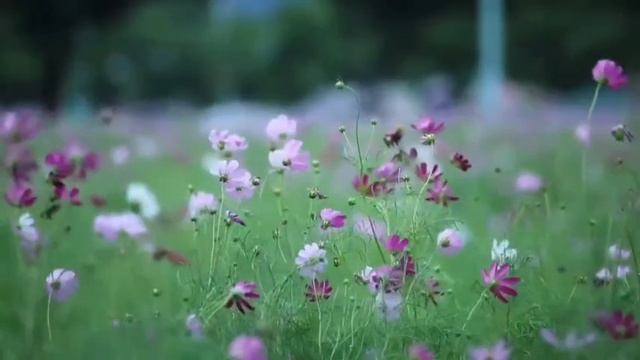 Красивая Азербайджанская песня смотреть онлайн